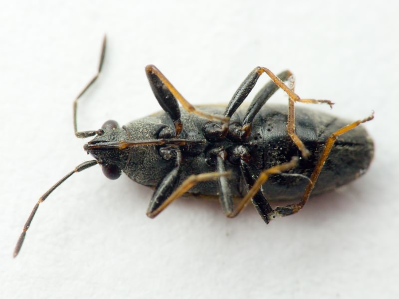 Peritrechus gracilicornis Puton, 1877
